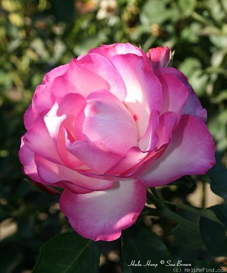 'Hula Hoop (floribunda, Moore, 1990)' rose photo