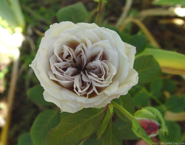 'Grey Pearl' rose photo