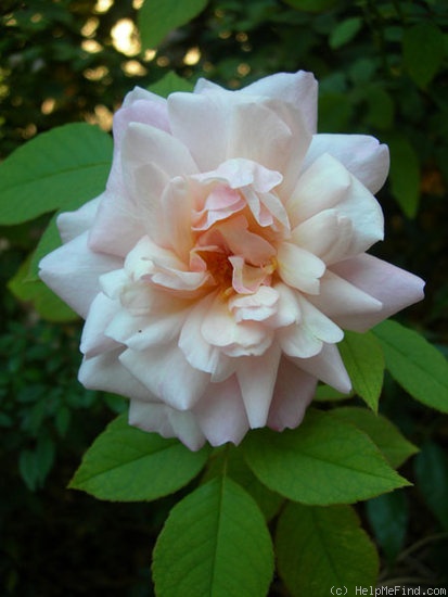 'Gruss an Aachen (Hybrid Tea, Hinner 1909)' rose photo