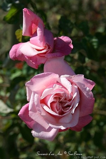 'Souvenir d'un Ami (tea, Bélot-Défougère, 1844)' rose photo