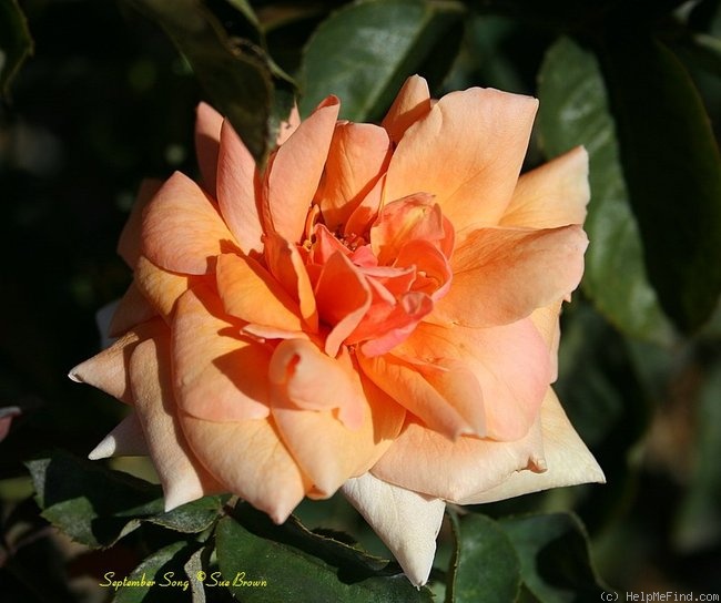 'September Song' rose photo