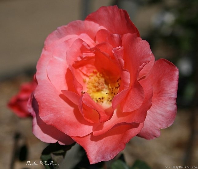 'Fusilier' rose photo