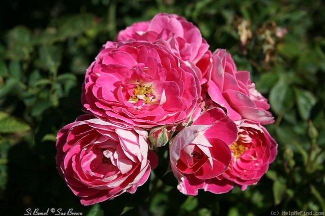 'Si Bemol' rose photo