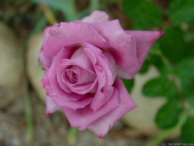 'Chantilly Lace' rose photo