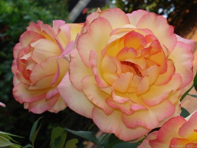 'Jean Piat ®' rose photo