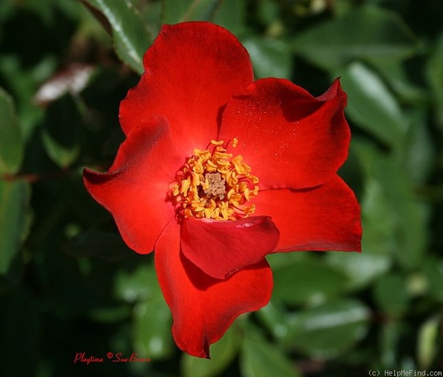 'Playtime ™ (floribunda, Moore, 1989)' rose photo