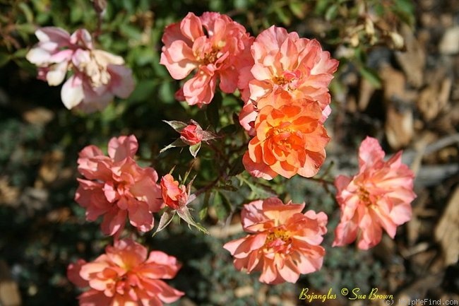 'Bojangles' rose photo