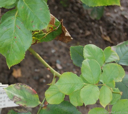 'Andenken an Alma de l'Aigle (hybrid musk, Kordes, 1948)' rose photo