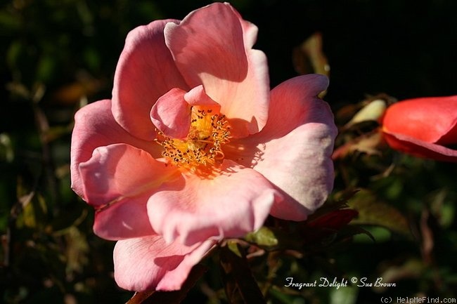 'Fragrant Delight ® (floribunda, Tysterman, 1978)' rose photo