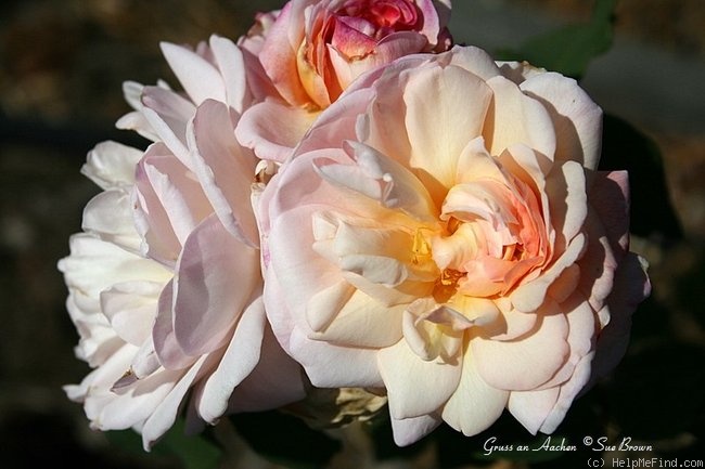 'Gruss an Aachen (Hybrid Tea, Hinner 1909)' rose photo