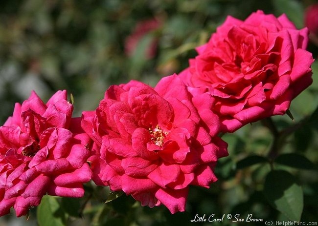 'Little Carol' rose photo