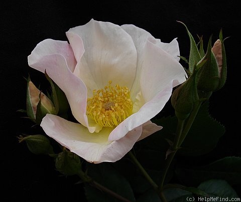 'Sally Holmes (Hybrid Musk, Holmes 1976)' rose photo