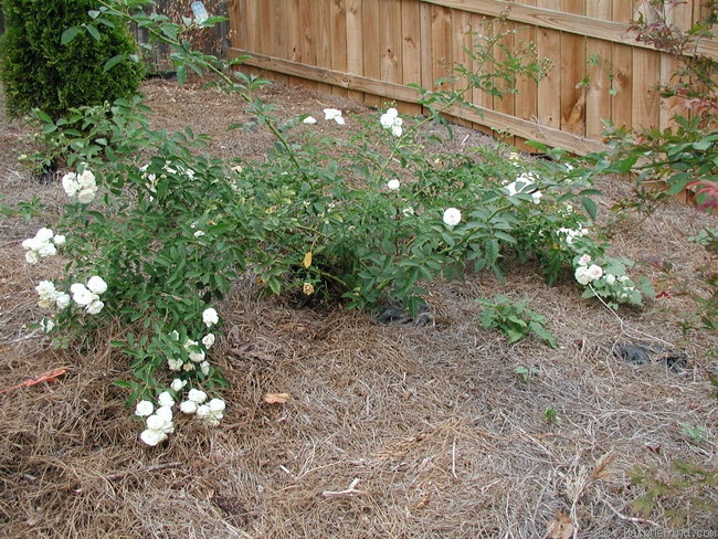 'Penelope (hybrid musk, Pemberton 1924)' rose photo