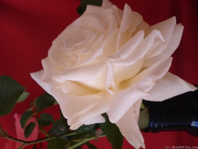 'Ice Cream' rose photo