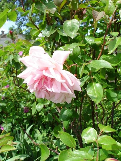 'Barossa Old Rose Repository'  photo