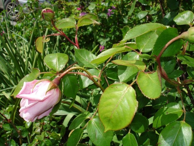 'Barossa Old Rose Repository' , click to enlarge 'Barossa Old Rose Repository'  photo