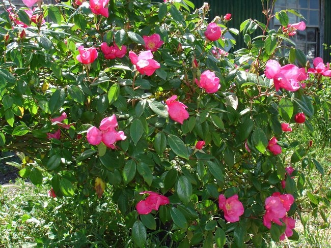 'Beauty of Glenhurst' rose photo