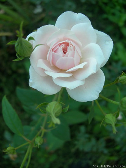 'Bouquet Tout Fait (noisette)' rose photo
