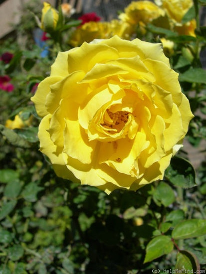 'Smooth Buttercup' rose photo