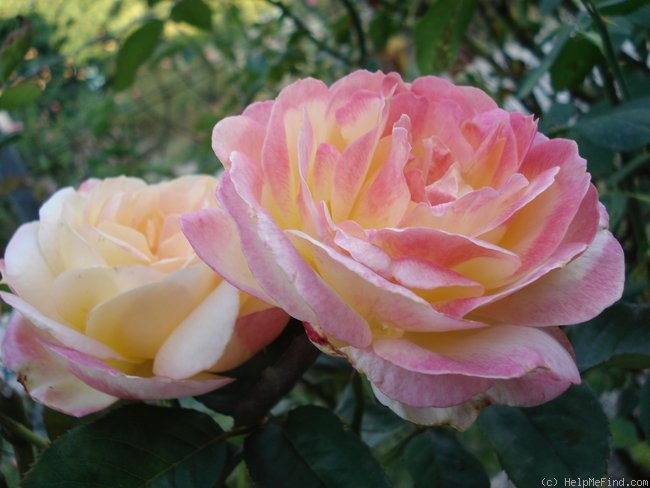 'Bella Roma ™' rose photo