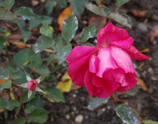 'Red Better Times' rose photo