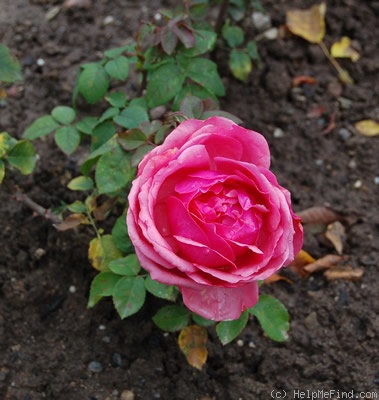 'Hilda (hybrid tea, Cant 1928)' rose, click to enlarge 'Hilda (hybrid tea, Cant 1928)' rose photo