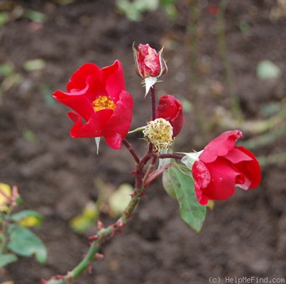 'Berlin (shrub, Kordes, 1949)' rose photo