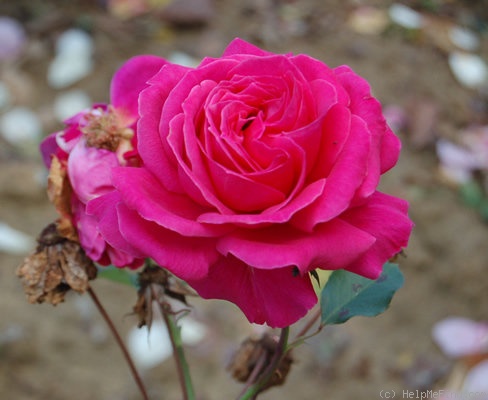 'Antoine Noailly' rose photo