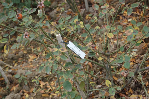 'Epoca (hybrid banksia, Mansuino, 1963)' rose photo