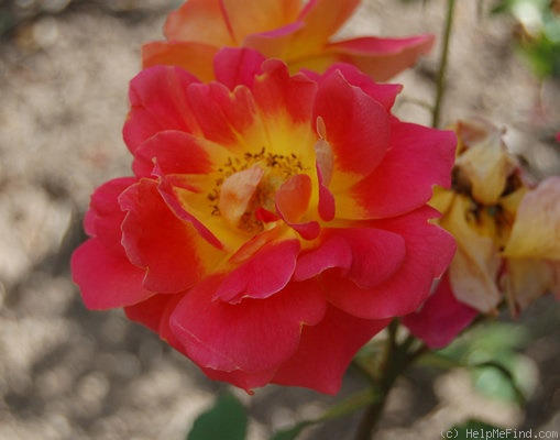 'Papilio' rose photo