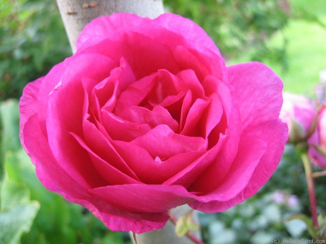 'Morden Centennial' rose photo