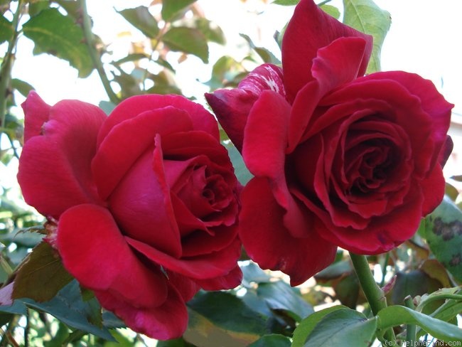 'Velours Parfume ®' rose photo