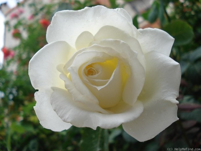 'Ice Cream' rose photo
