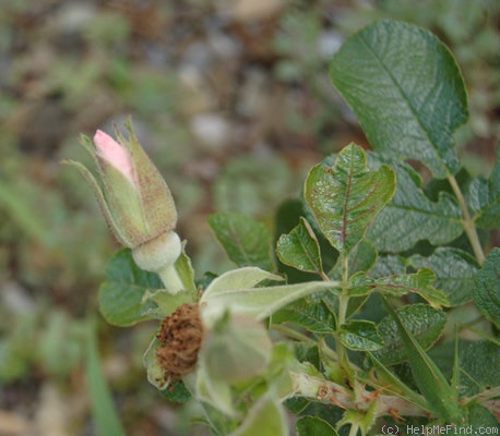 'Pink Surprise (shrub, Lens 1987)' rose photo