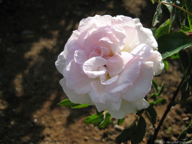 'Suzanne (hybrid spinosissima, Skinner, 1950)' rose photo
