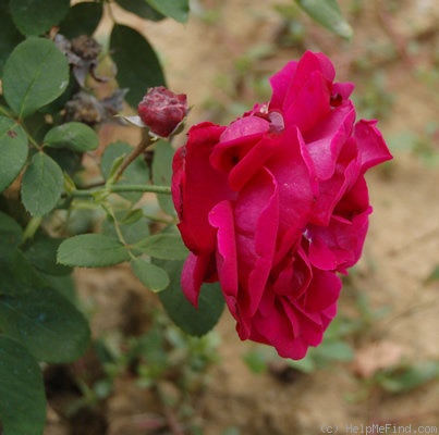 'Belle Nanon' rose photo