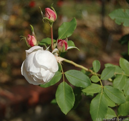 'Marie Dermar' rose photo