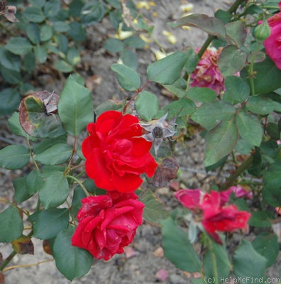 'Siren (floribunda, Kordes 1953)' rose photo