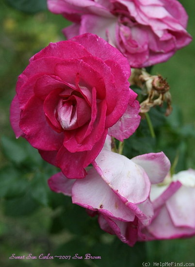 'Sweet San Carlos' rose photo