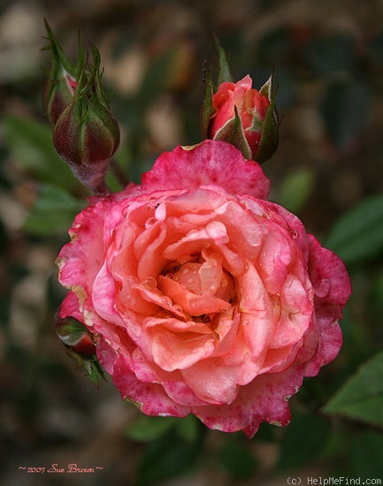 'Carmina Kordana' rose photo