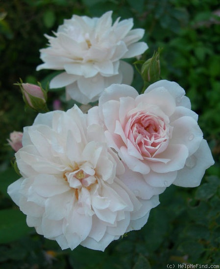 'Bouquet Tout Fait (noisette)' rose photo