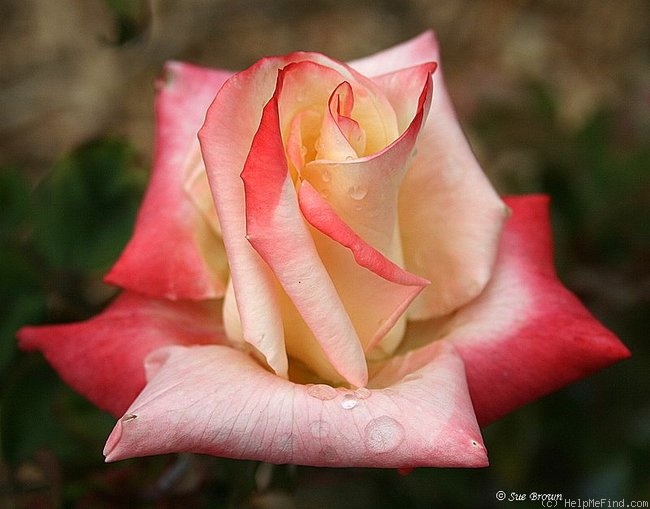'Lynette' rose photo