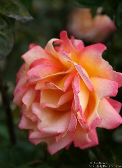 'Sheila's Perfume (Floribunda, Sheridan before 1979)' rose photo