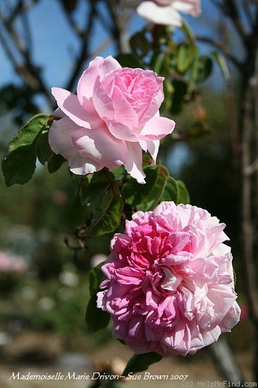 'Mademoiselle Marie Drivon' rose photo
