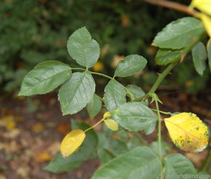 'Gardeniaeflora' rose photo