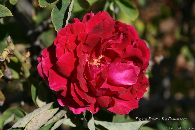 'Eugène Fürst' rose photo