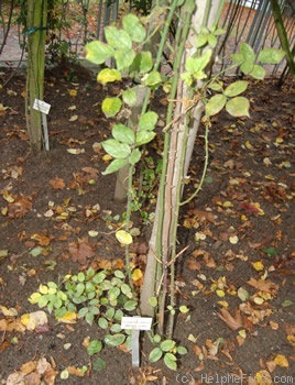 'Geschwinds Schönste' rose, click to enlarge 'Geschwinds Schönste' rose photo