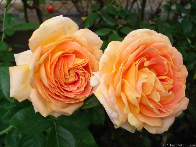 'Arlequin ® (shrub, Meilland Richardier, 2004)' rose photo