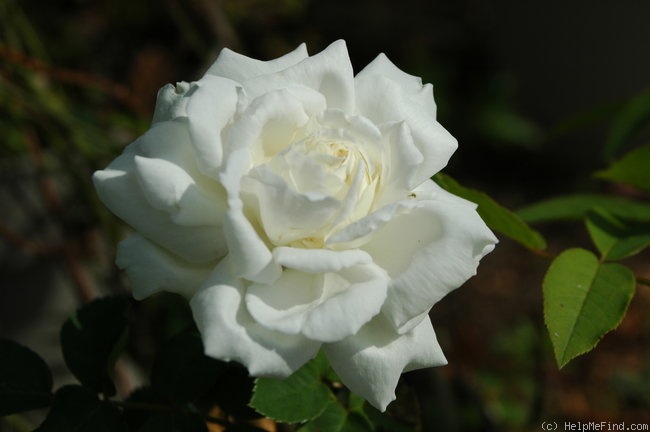 'Mary Lovett' rose photo
