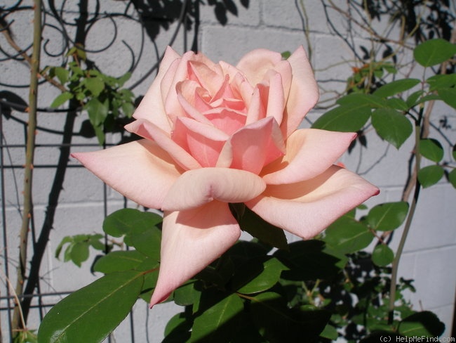 'Betty (hybrid tea, Dickson, 1905)' rose photo